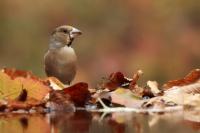 Coccothraustes coccothraustes