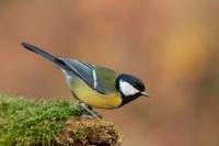 Parus major