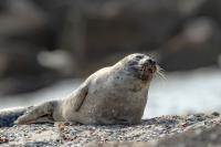 Harbor seal