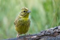 Emberiza citrinella