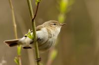 Phylloscopus collybita