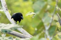 Corvus leucognaphalus