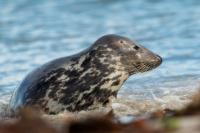 Grey seal