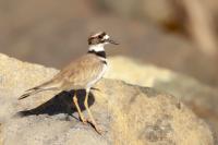 Charadrius vociferus