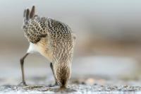 Calidris ferruginea