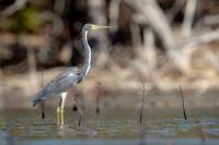 Egretta tricolor