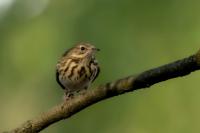 Anthus trivialis