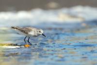 Calidris pusilla      