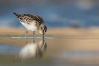 Calidris falcinellus