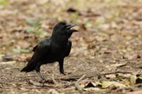 Corvus macrorhynchos