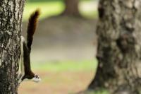 Finlayson's squirrel