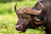 African buffalo