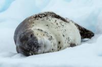 Leopard seal