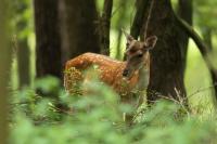 Fallow deer