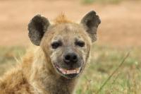 Spotted hyena