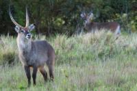 Waterbuck