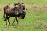 Blue wildebeest