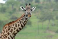 Masai giraffe