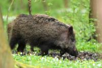 Wild boar