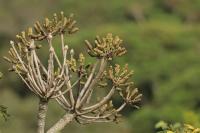 Tanzania-FLORA