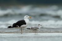 Larus marinus