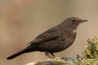 Turdus merula