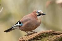 Garrulus glandarius