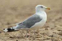 Larus argentatus