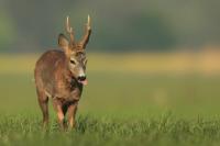 Roe deer