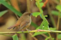 Ficedula tricolor