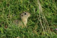 European ground squirrel