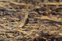 Anthus rufulus