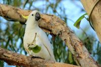 Cacatua galerita