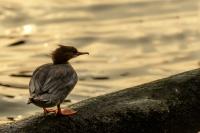 Mergus merganser