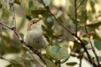 Phylloscopus bonelli