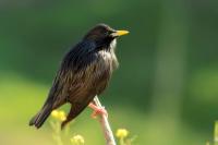 Sturnus unicolor