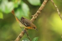 Icterus galbula