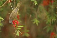 Lichenostomus chrysops