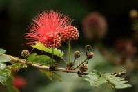 Costa Rica flowers