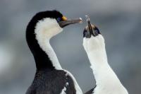 Phalacrocorax bransfieldensis