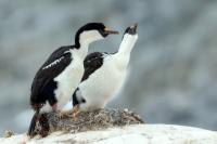 Antartica fauna