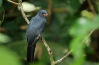 Trogon massena