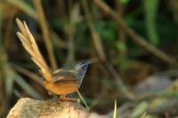 Prinia atrogularis