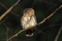 Glaucidium passerinum 