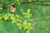 Saxicola rubicola