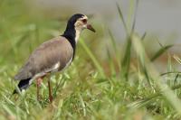 Vanellus crassirostris 