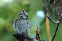 Glaucidium radiatum