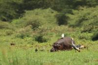 Common hippopotamus