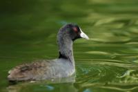 Fulica atra australis