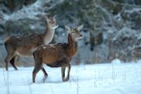 Red deer